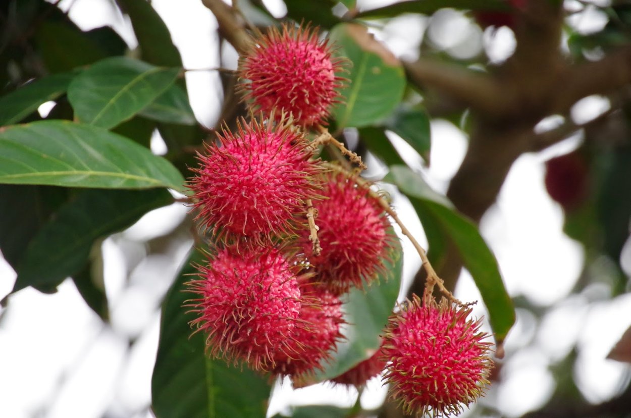 Рамбутан 1кг