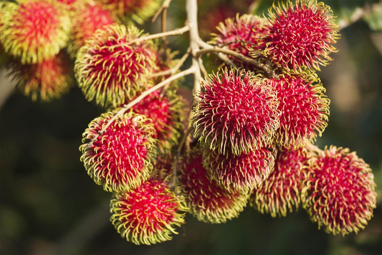 Экзотический фрукт рамбутан