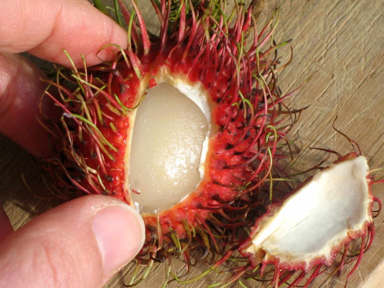 Rambutan_something mp3