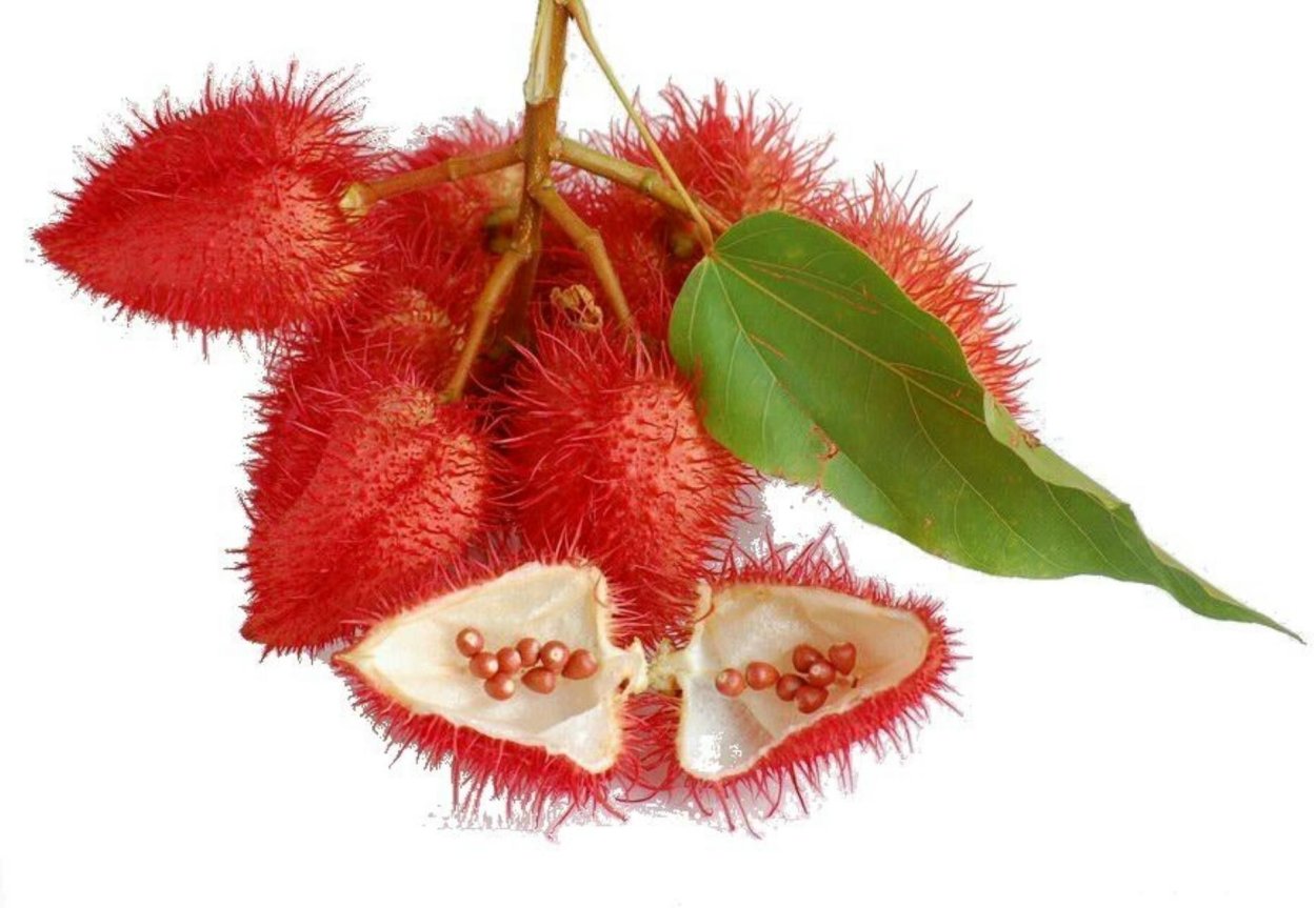 Рамбутан растение в домашних