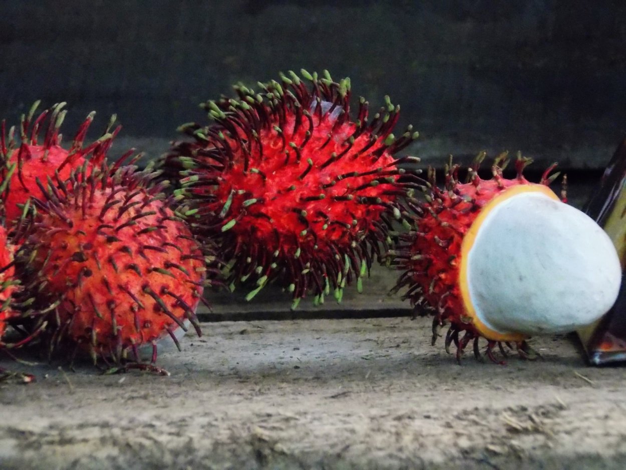 Цветущий рамбутан