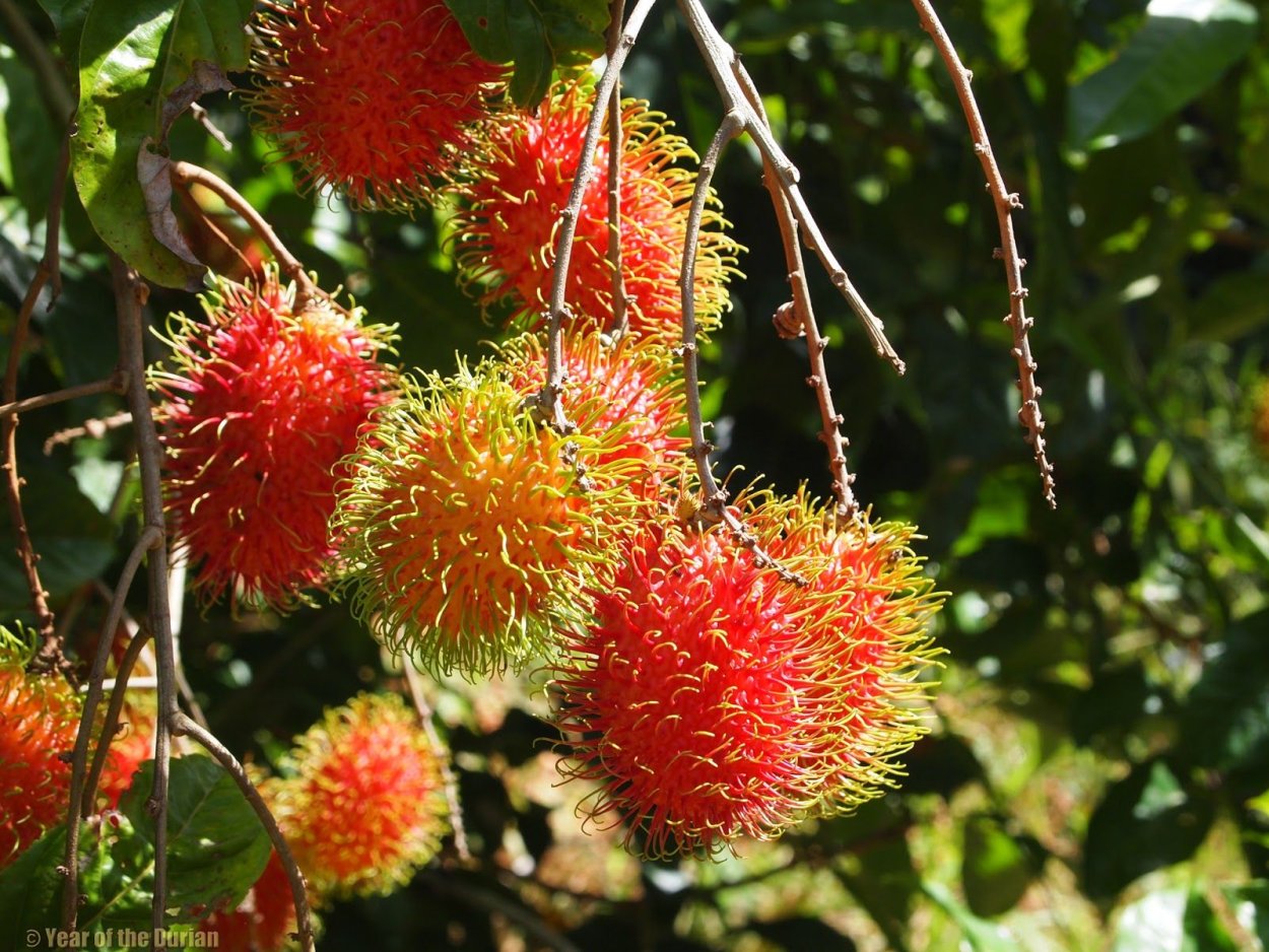 Рамбутан дерево