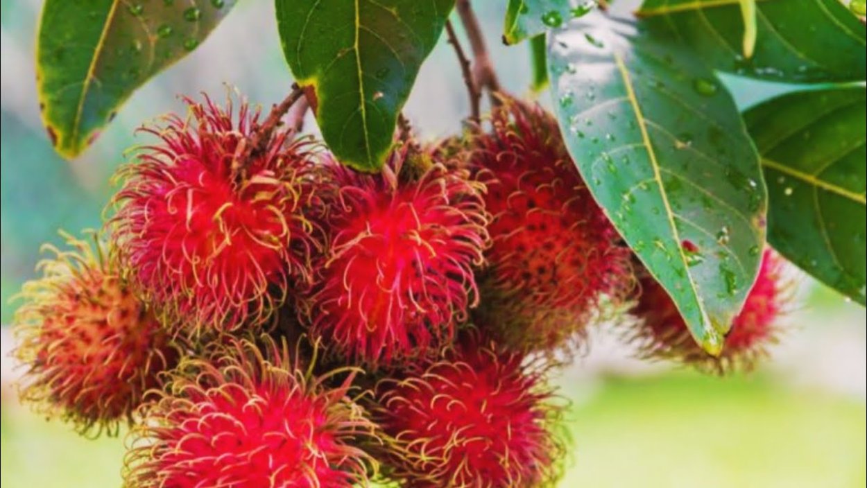 Нефелиум лаппацеум