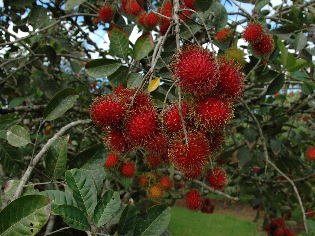 Рамбутан и личи