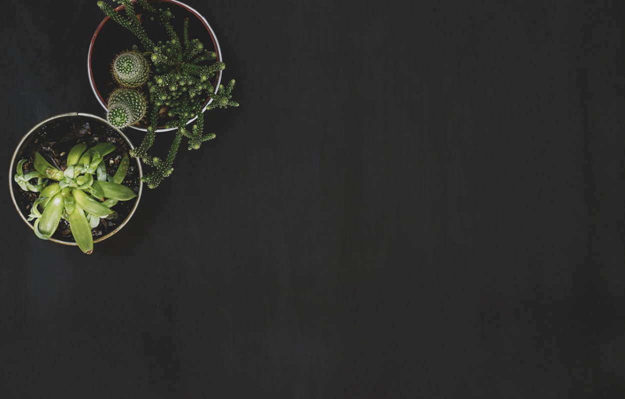 Растения Минимализм