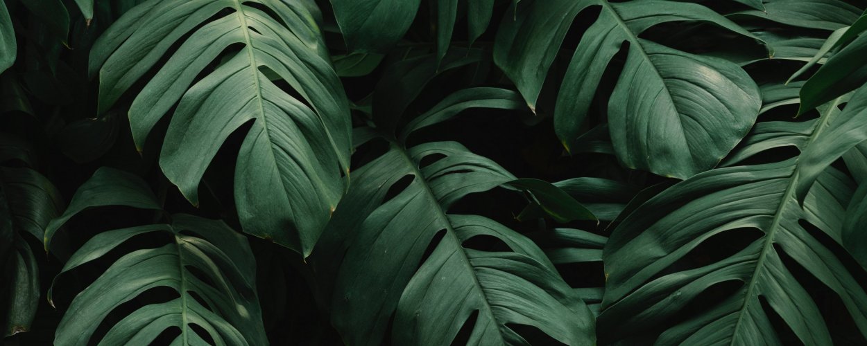 Монстера на черном фоне