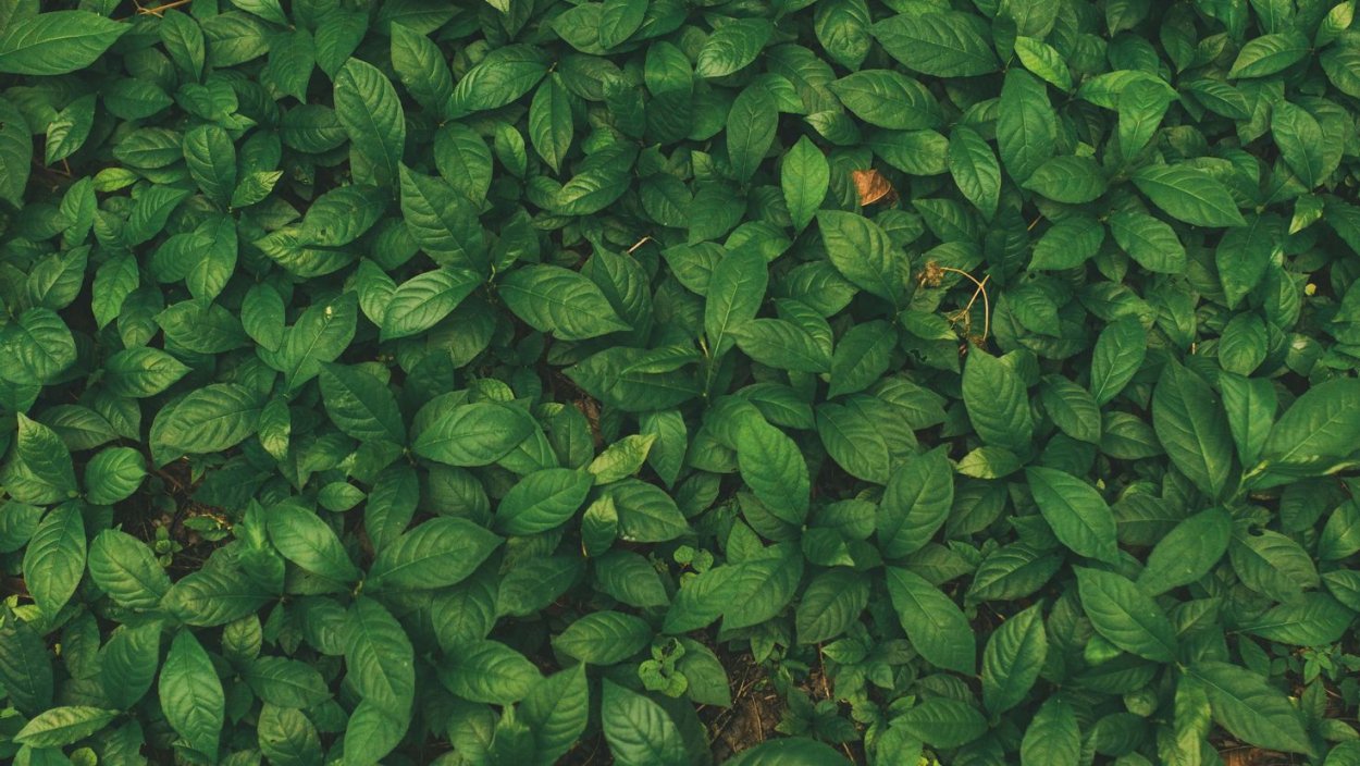 Зеленые листья Эстетика