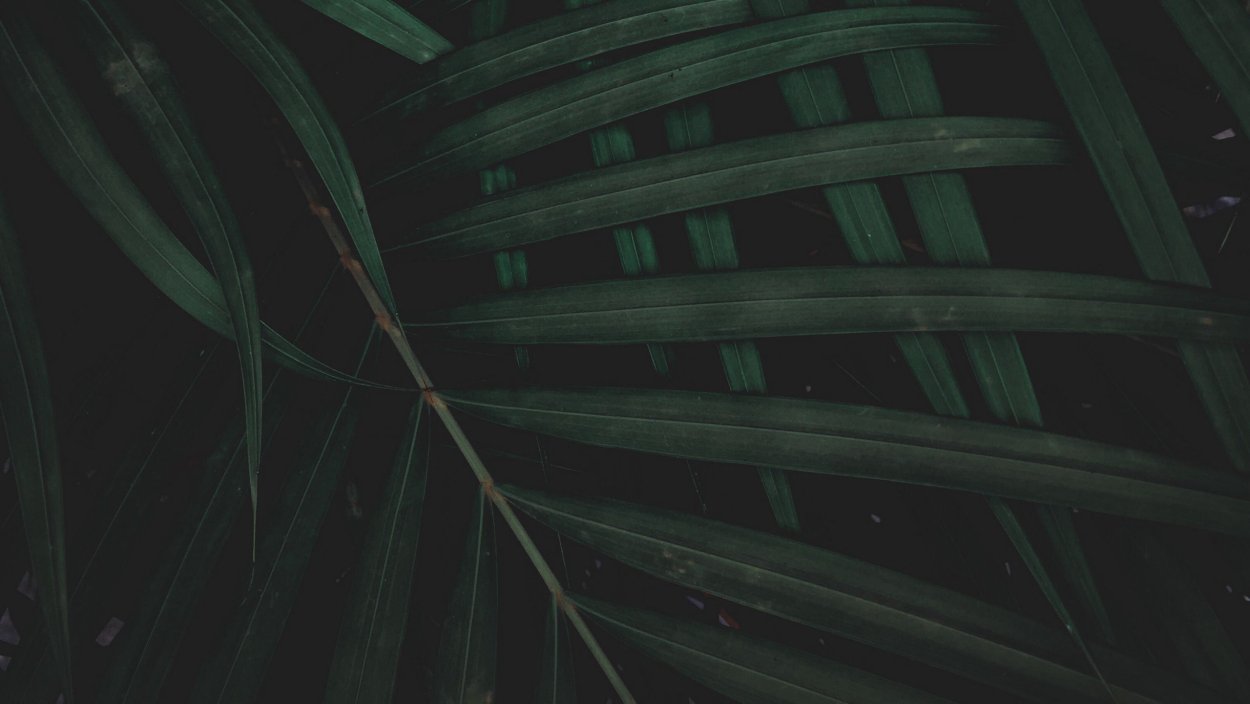 Обои на рабочий стол листья