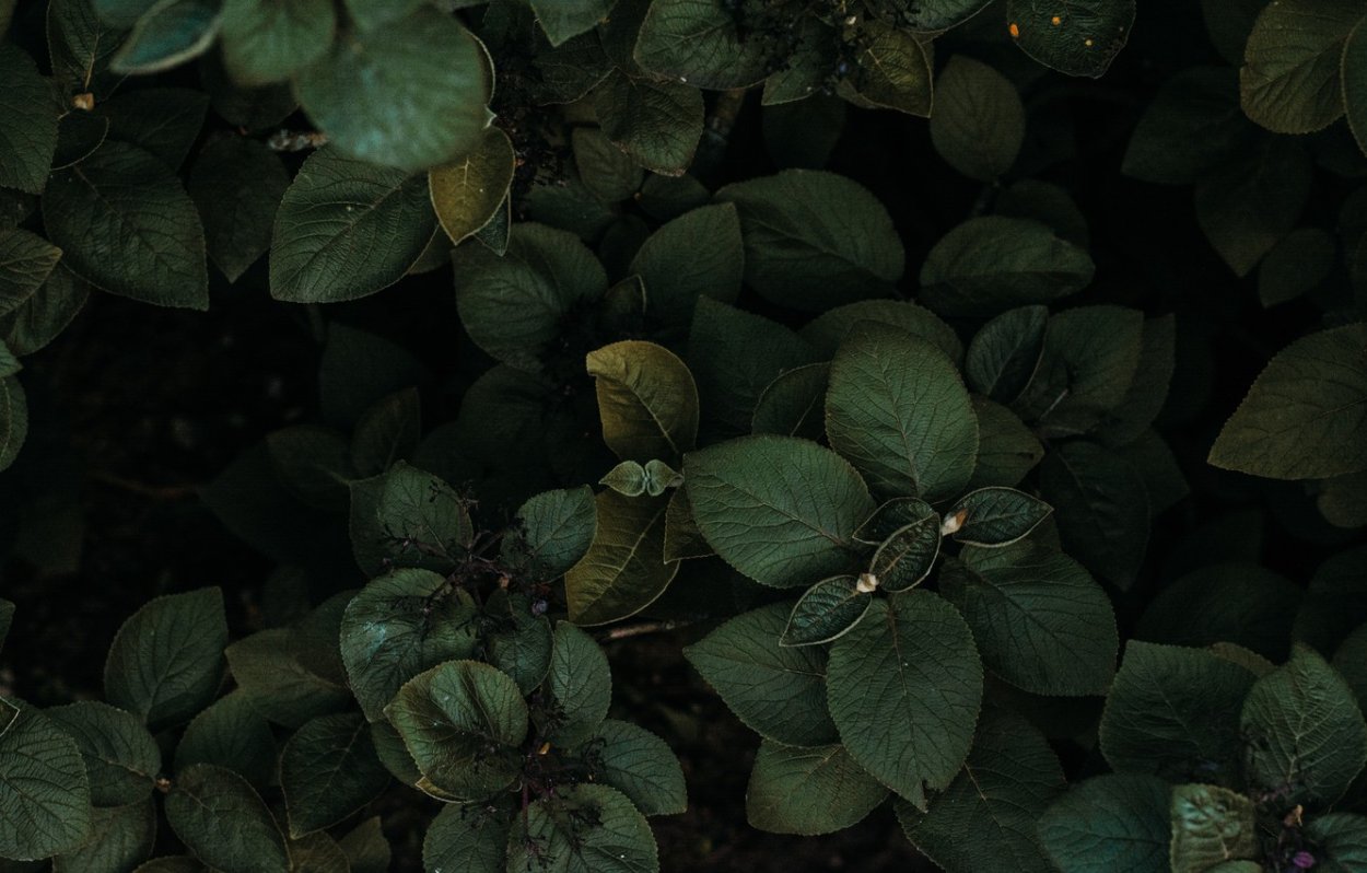 Темно зеленые листья