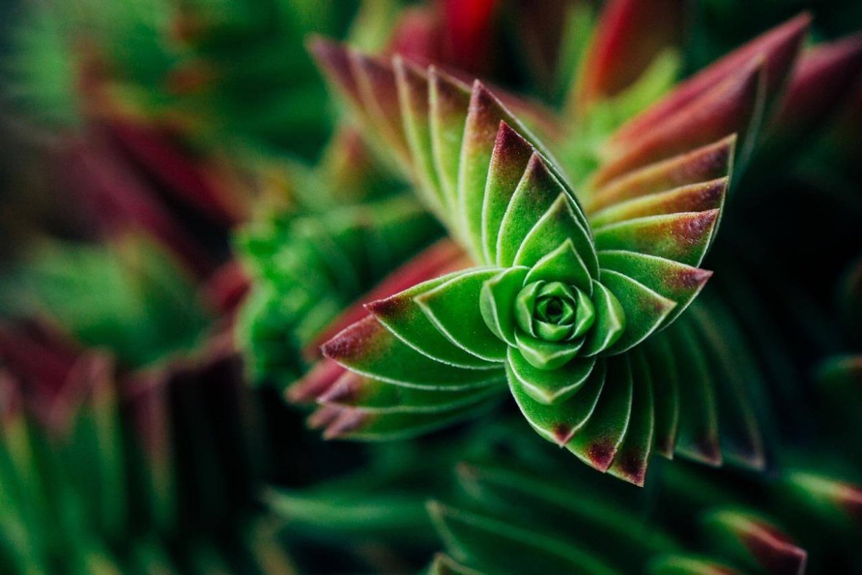 Спиральный Филлотаксис