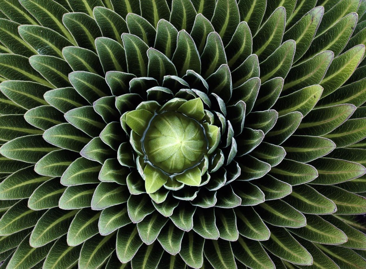 Филлотаксис Фибоначчи