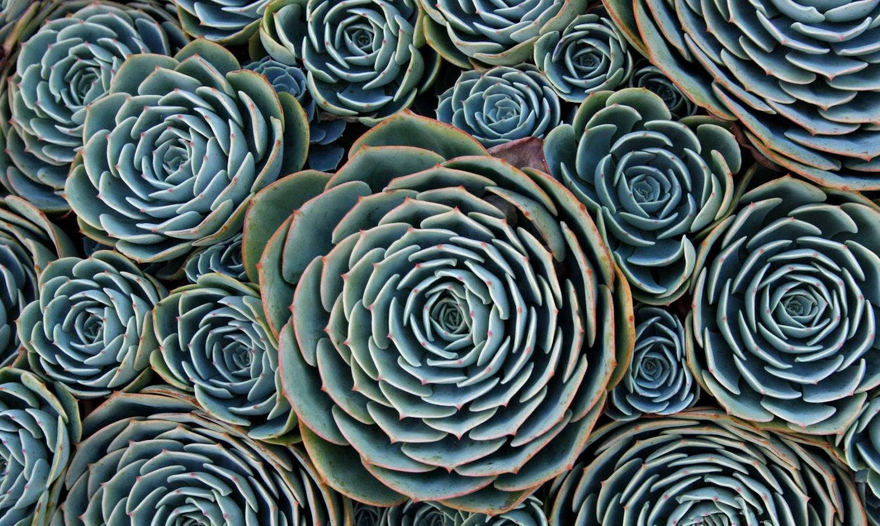 Геометрия суккулент