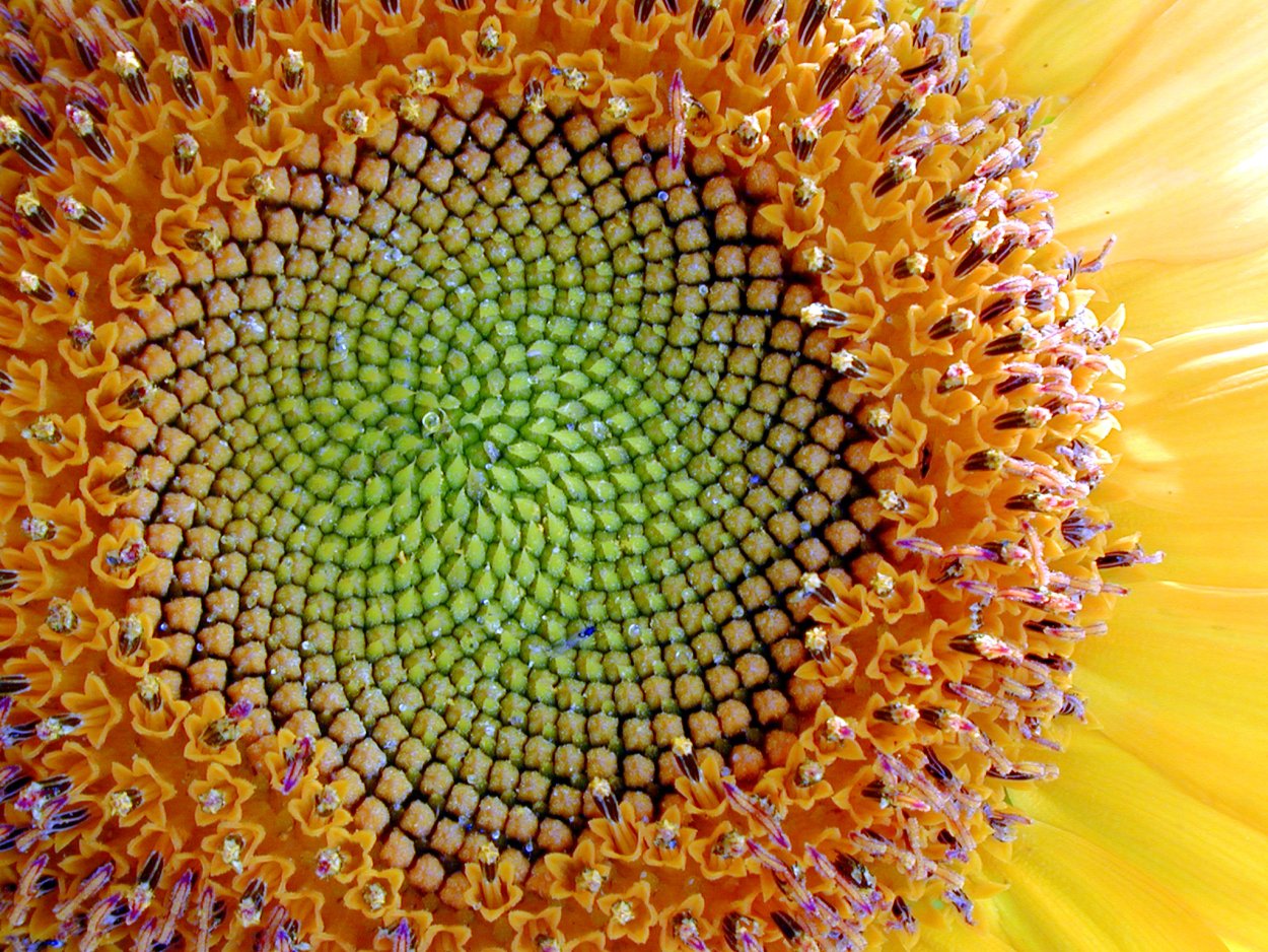 Подсолнечник Фибоначчи