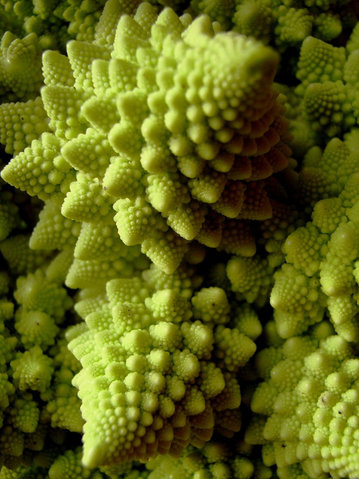 Фрактал Кукумбер кибердеревня