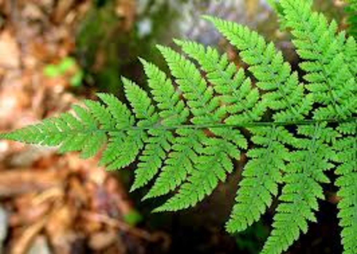 Фрактал папоротник