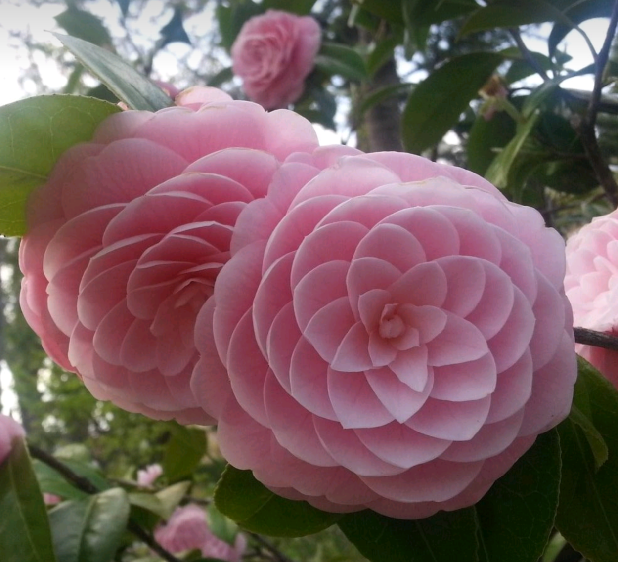 Камелия японская Camellia japonica