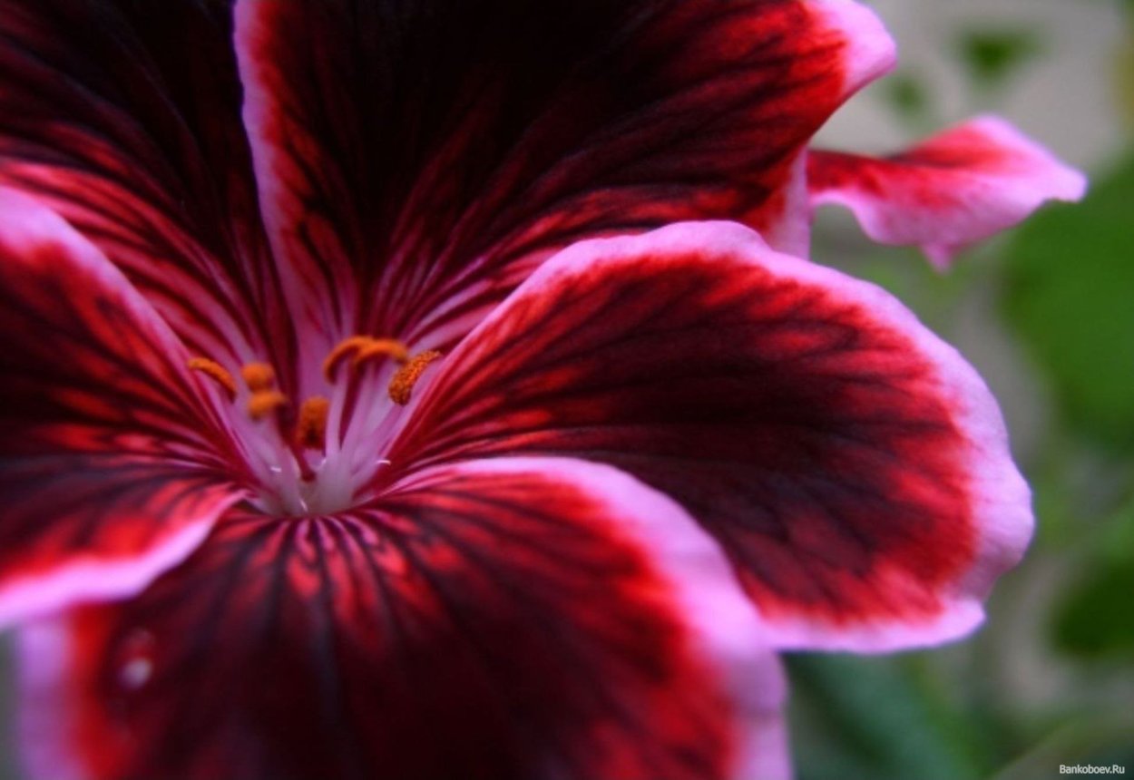 Цветы необычной красоты