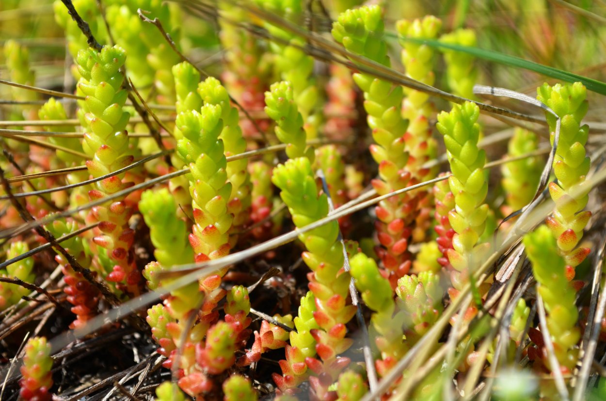 Дизосма растение