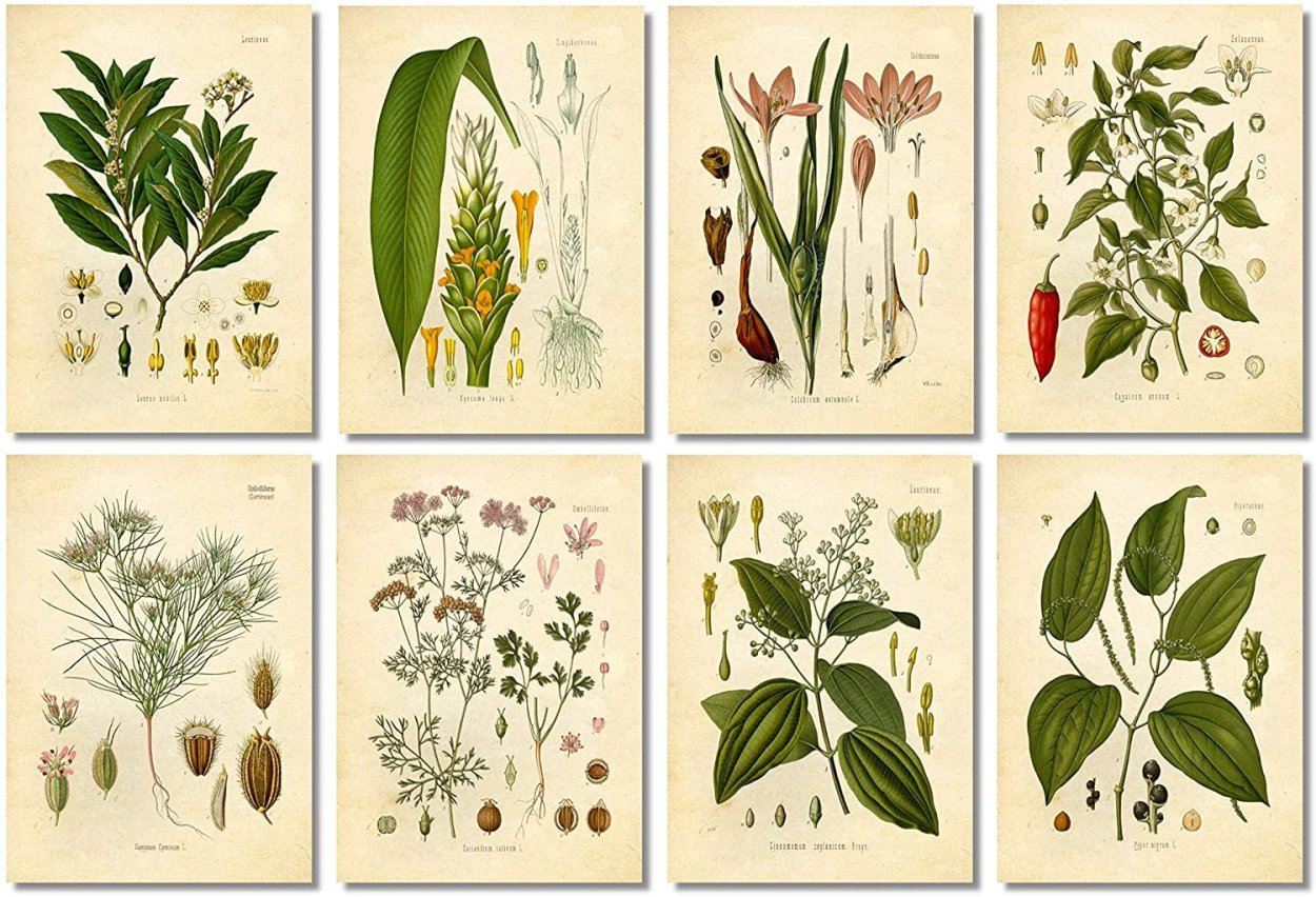 Ботаническая иллюстрация