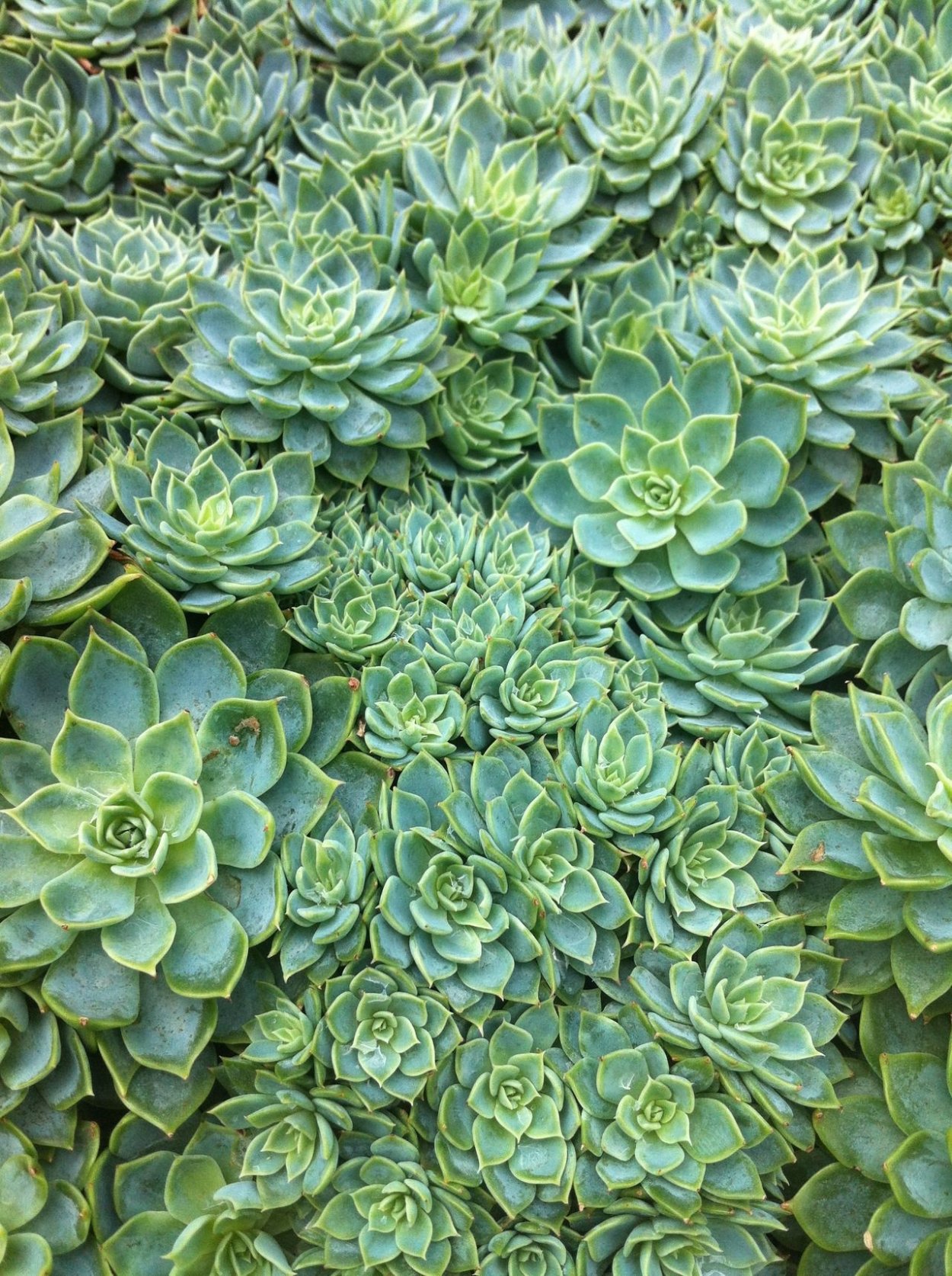 Суккулент Грин