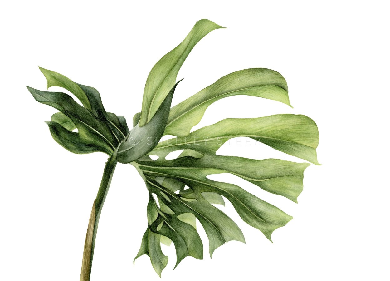 Растения на белом фоне