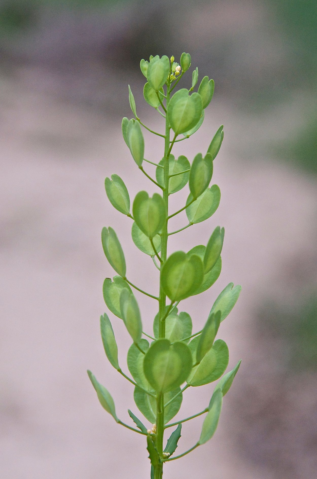 Ярутка стабилизированная