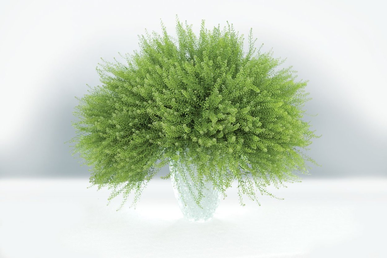 Зелень Тласпи Грин Белл