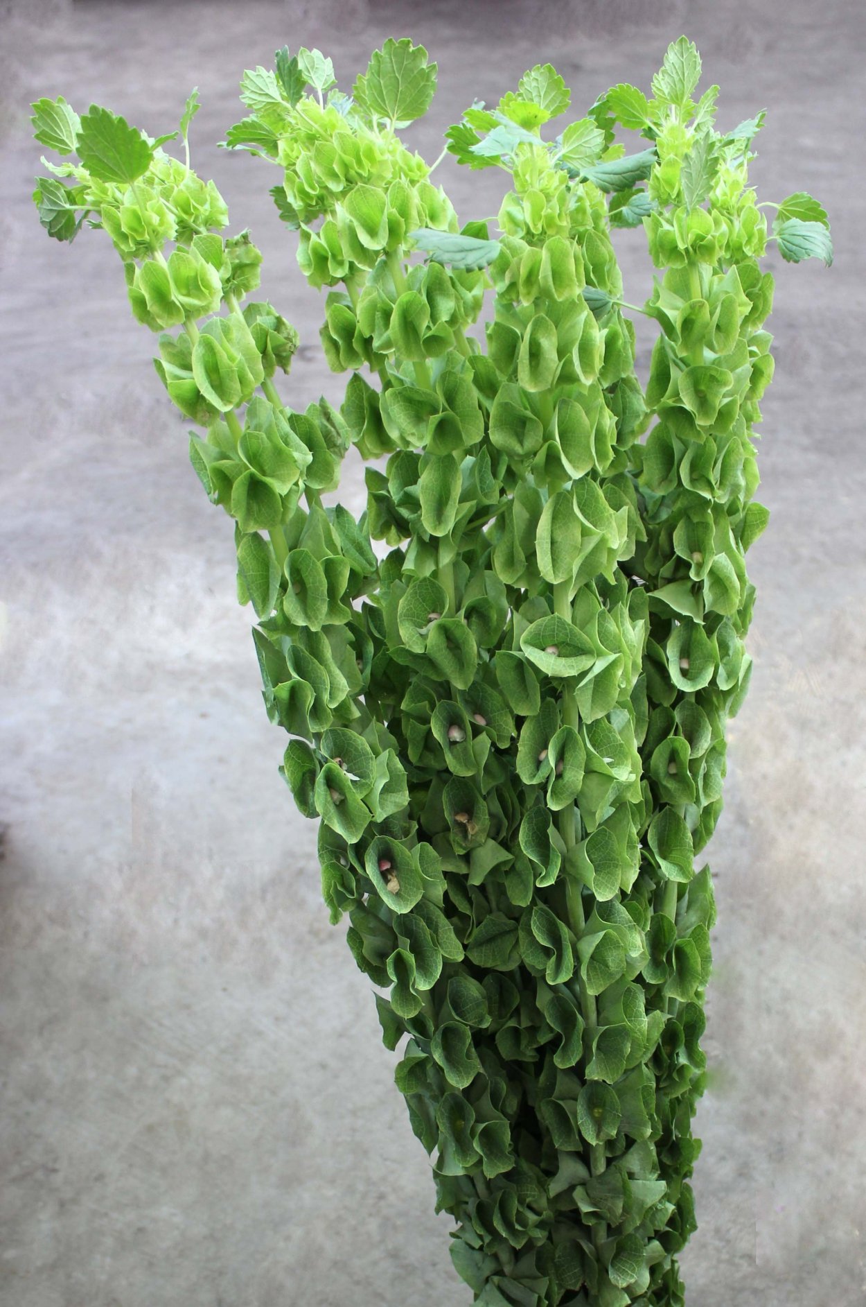 Лепидиум Грин Белл