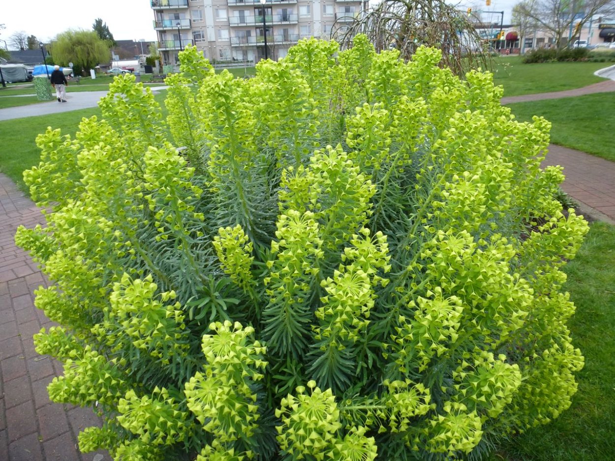 Лепидиум Green Bell