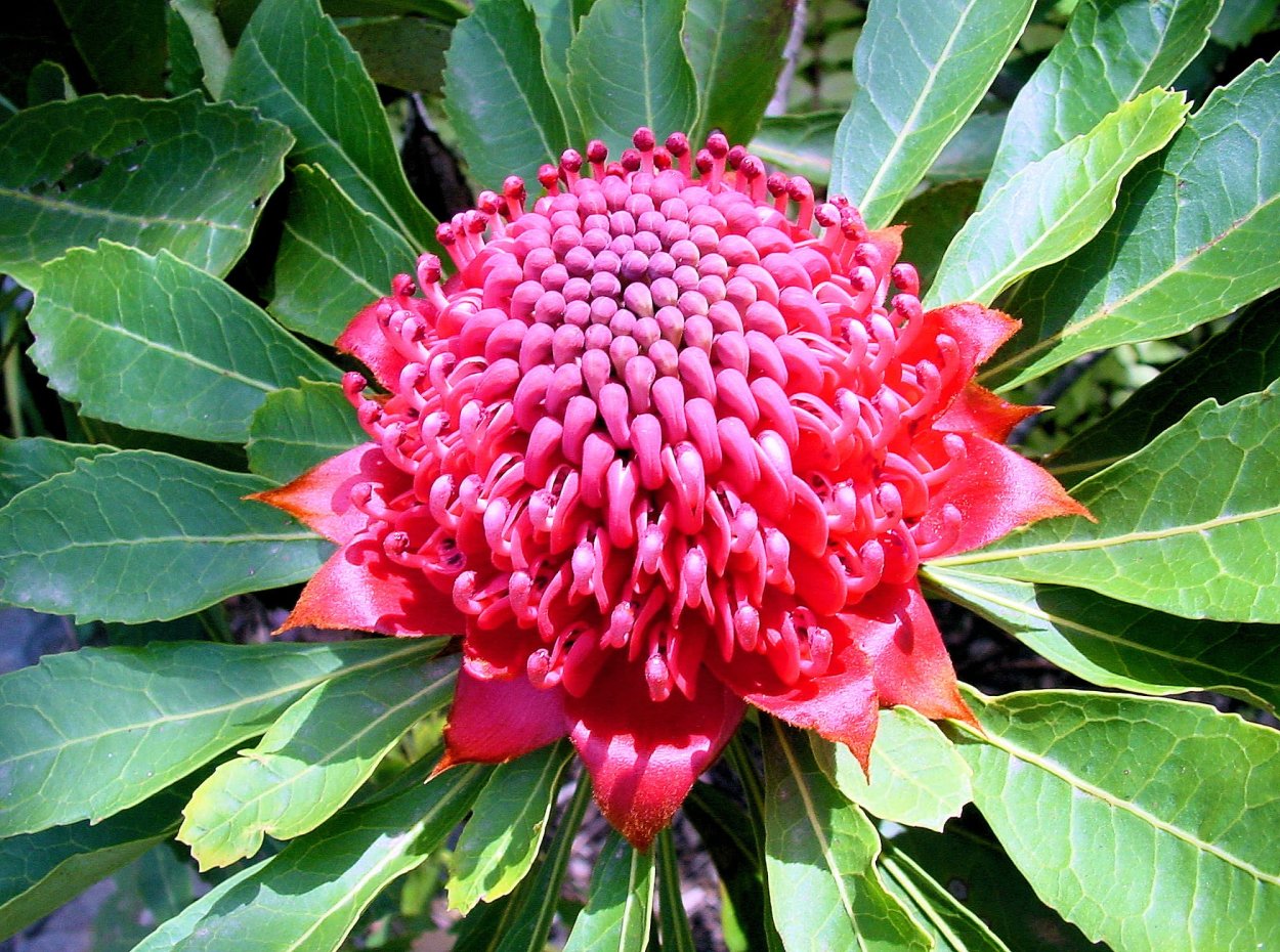 Зелень для флористов