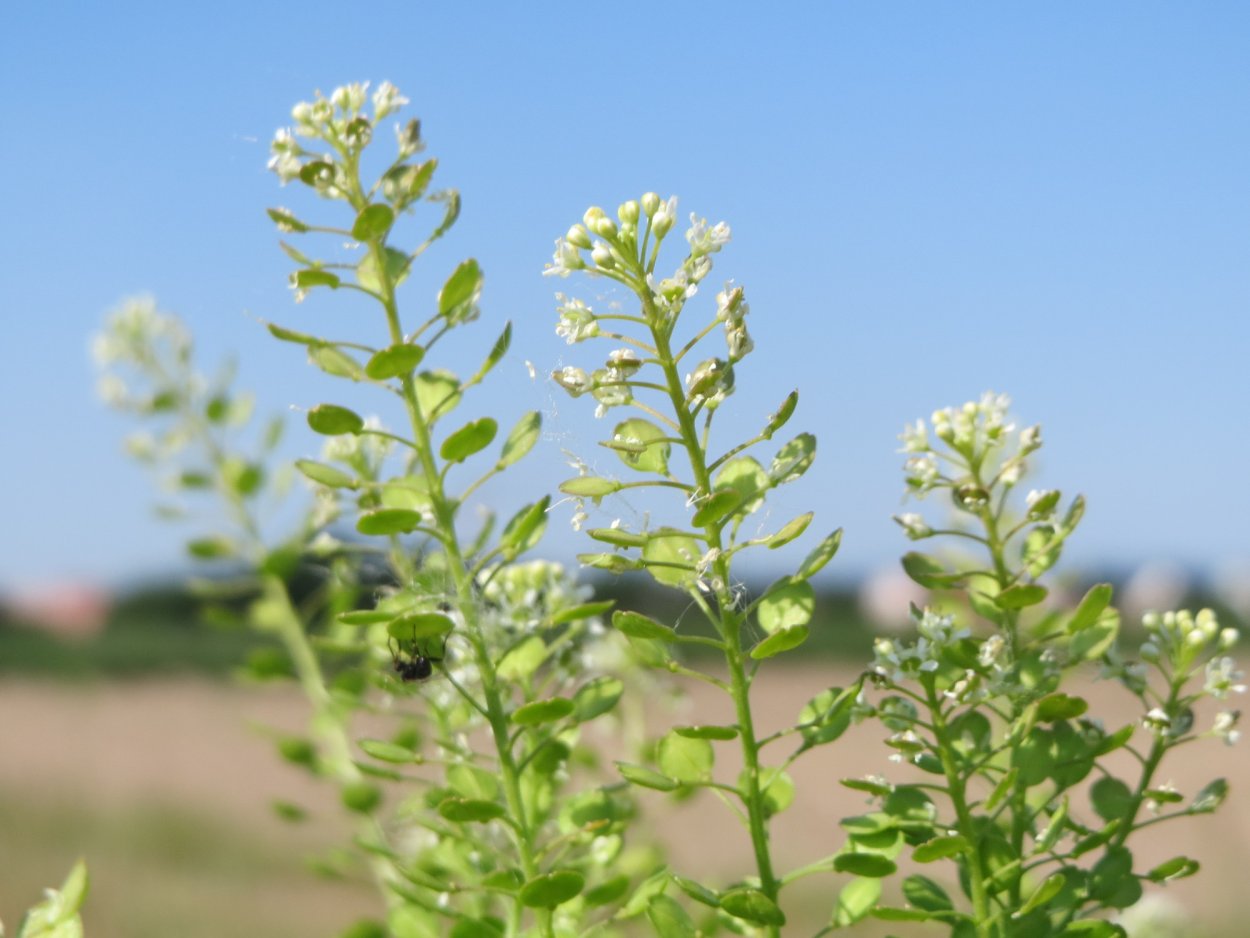 Грин Белл в букете