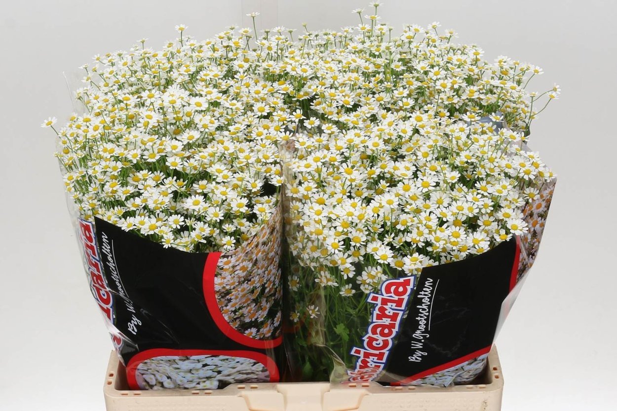 Протея цветок