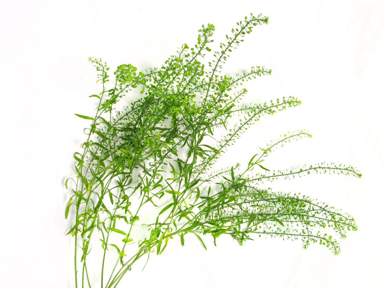 Зелень Тласпи Грин Белл