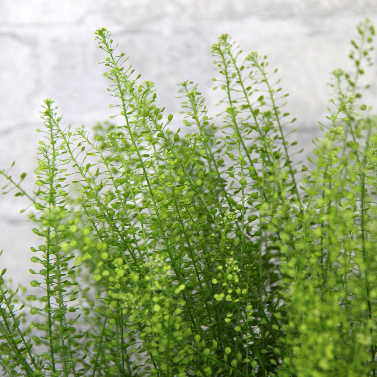 Тласпи Грин Белл