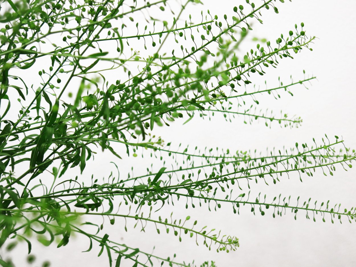 Грин Белл зелень