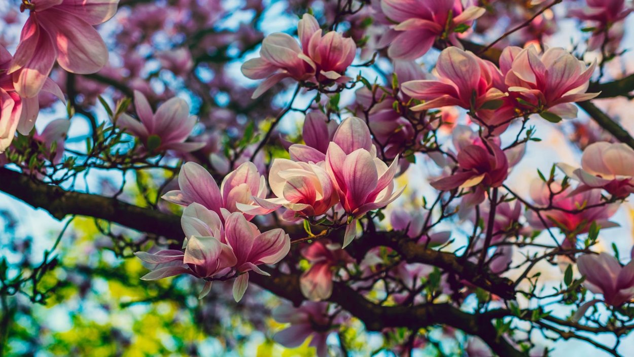 Весеннее дерево Магнолия