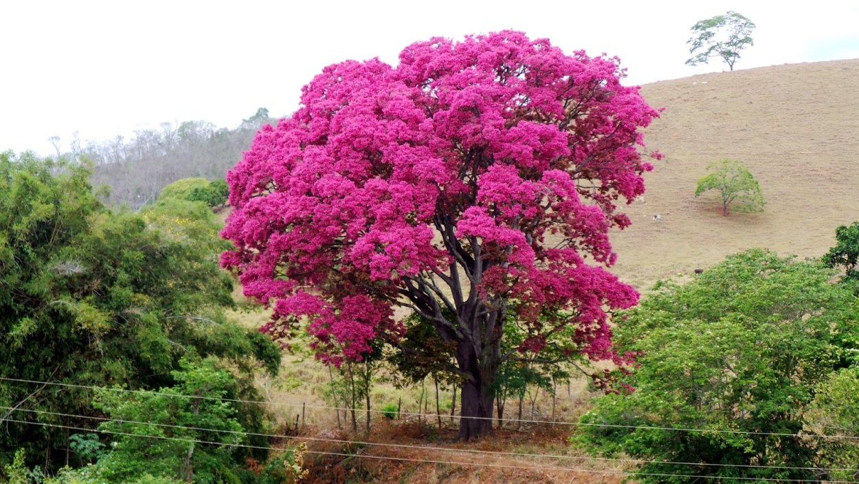 Сапукайя дерево