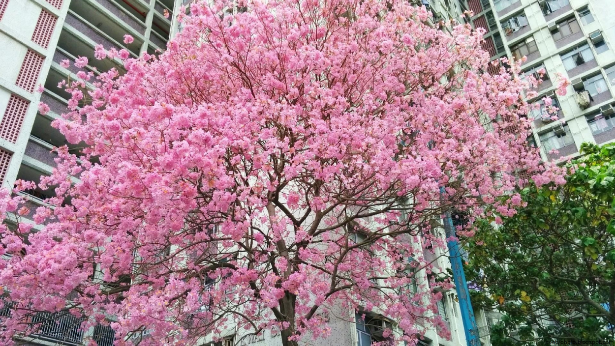 Дерево с розовыми цветами