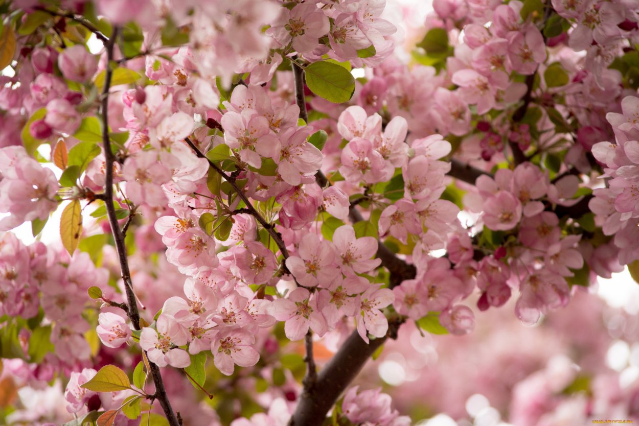 Сакура цветение растения