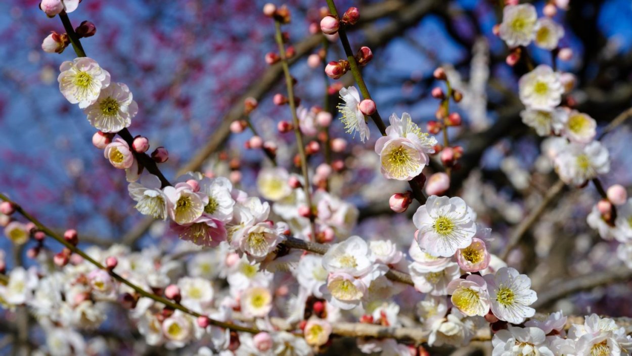 Алыча цветение