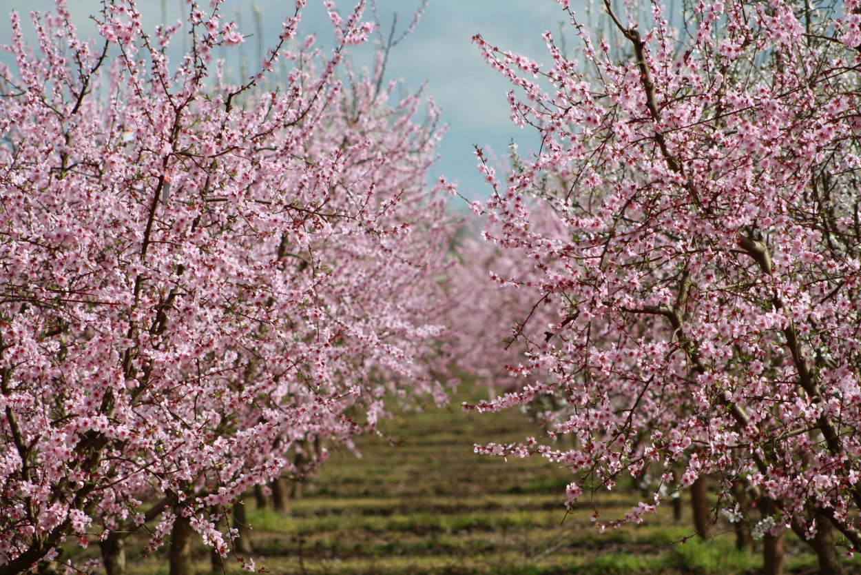 Черемуха виргинская Шуберт цветение