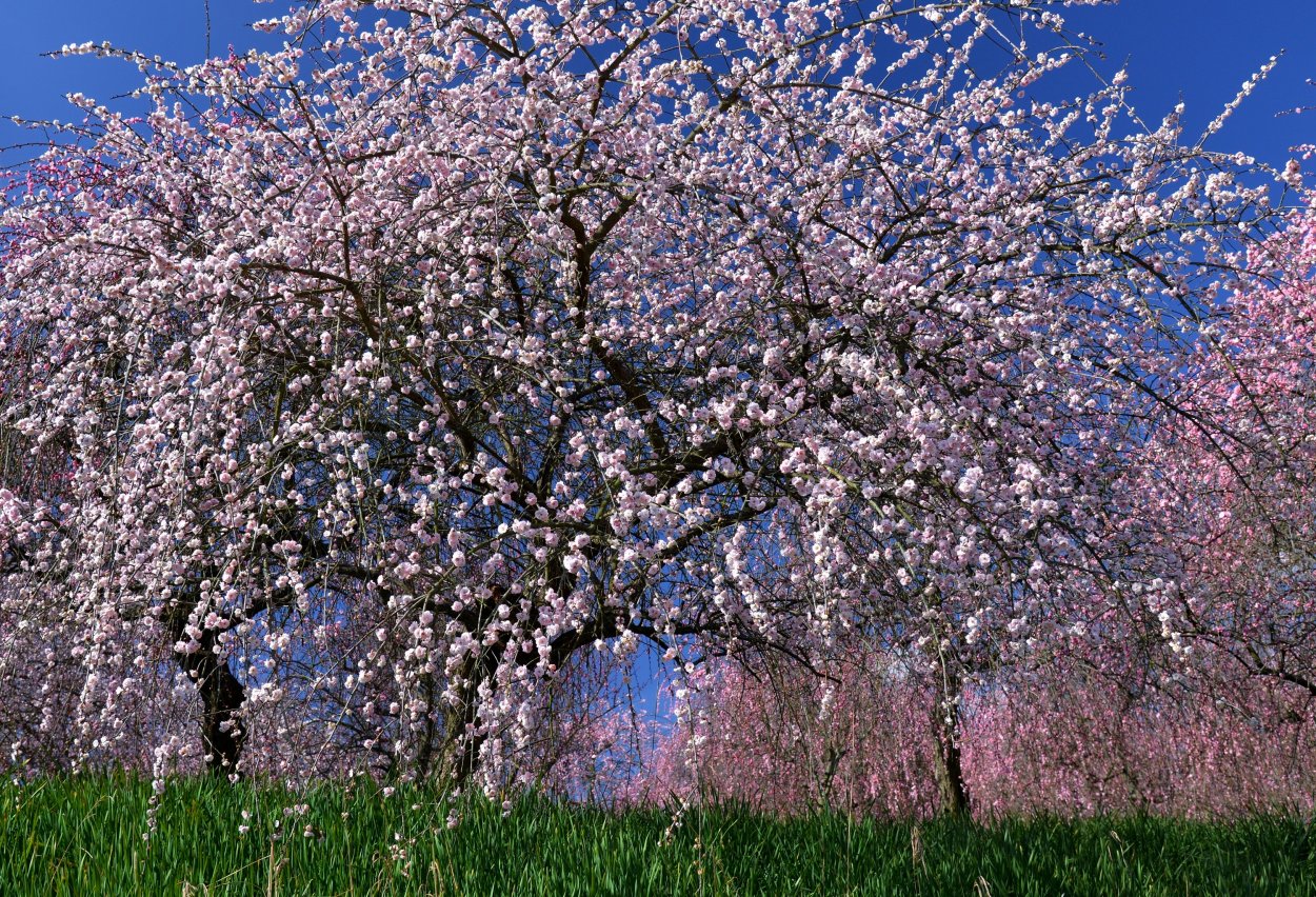 Prunus Americana дерево