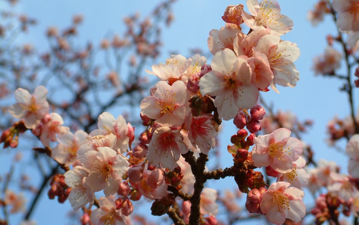 Весна цветение деревьев