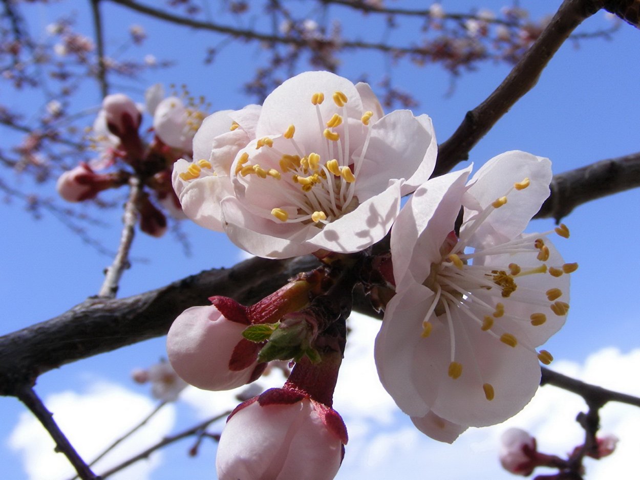 Расцветающее дерево