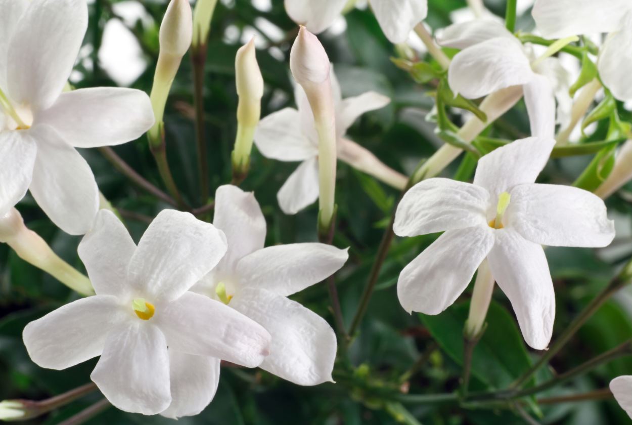 Жасмин самбак бонсай