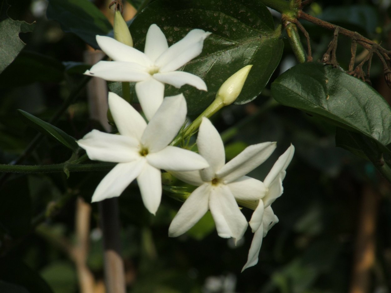 Жасмин грандифлорум