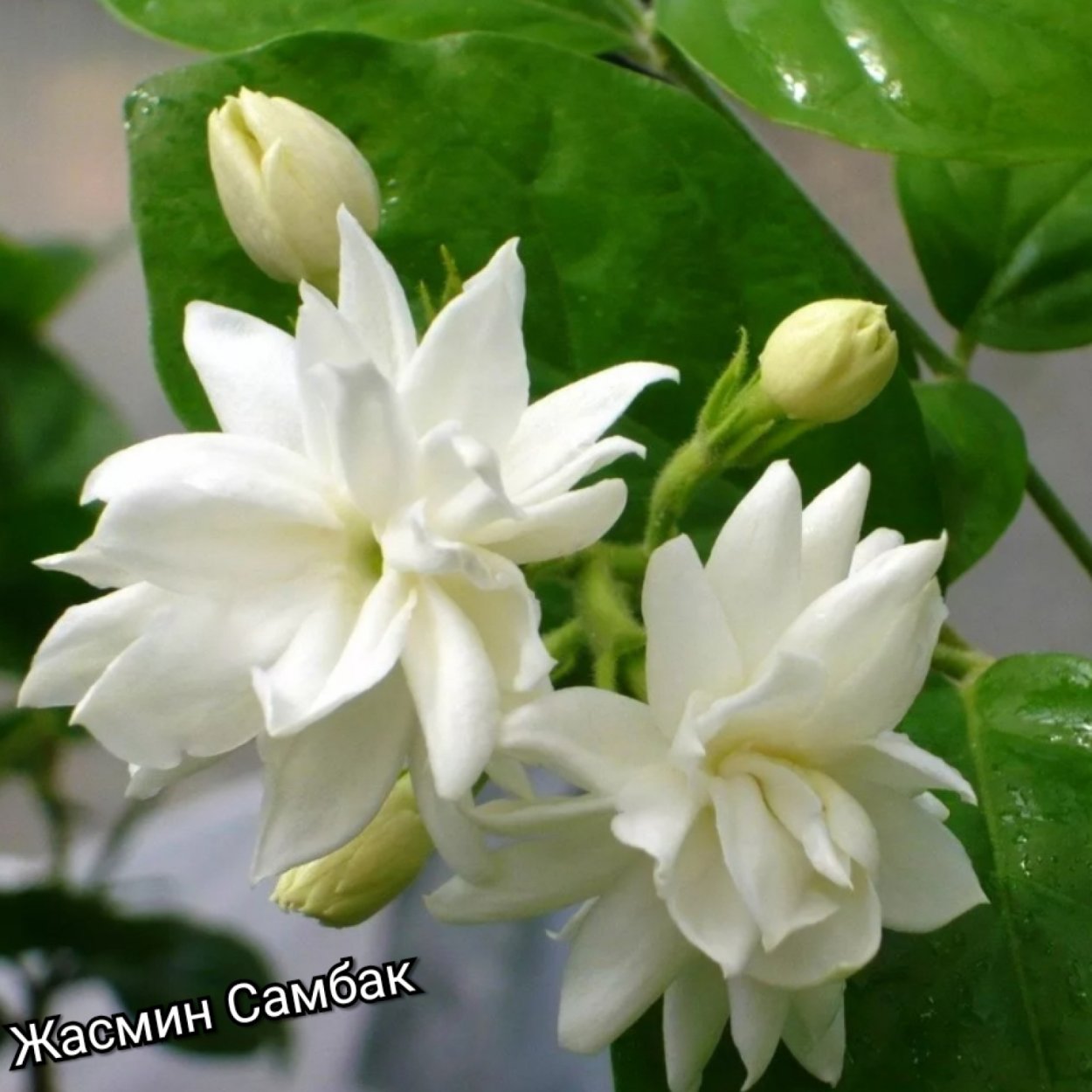 Жасмин самбак цветок