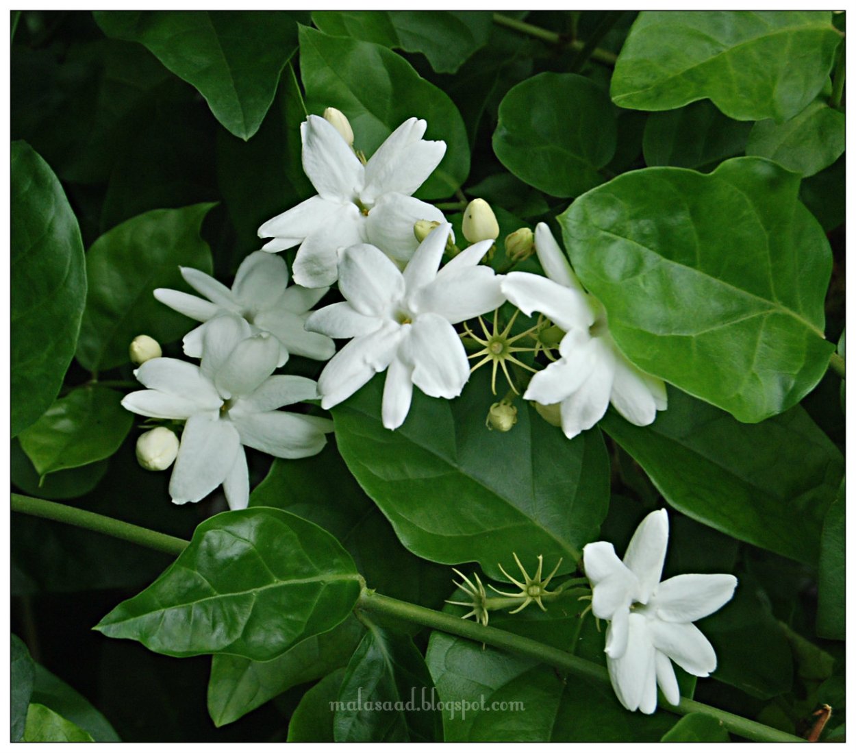 Японский Жасмин комнатный