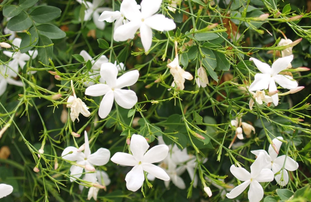 Жасмин самбак в горшке