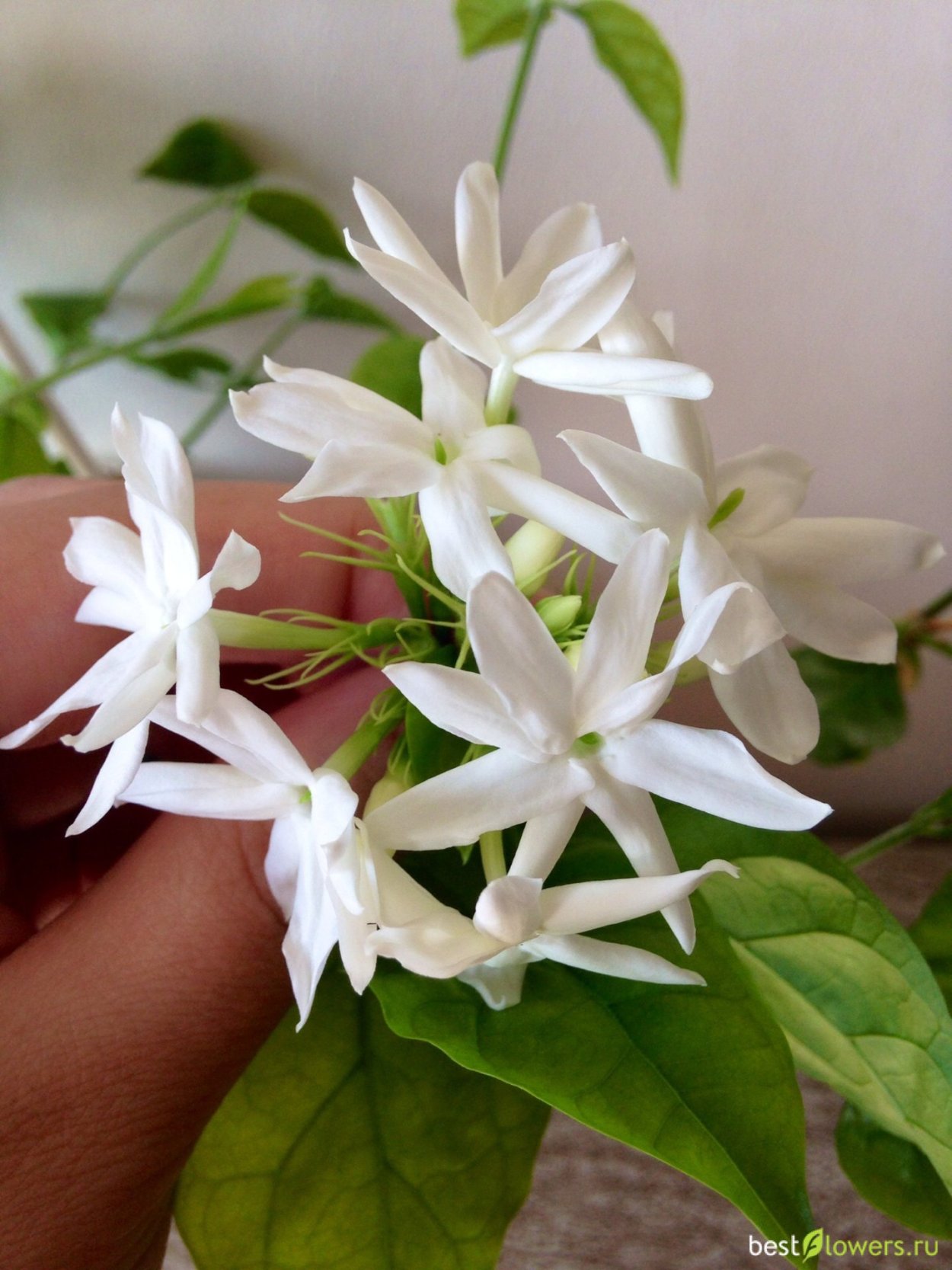 Жасмин самбак Нобиле